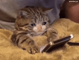 Sad cat meme